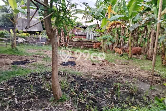 Tanah Dijual Lokasi Melaya Jembrana SHM Tanah Dijual Lokasi Melaya Jembrana SHM