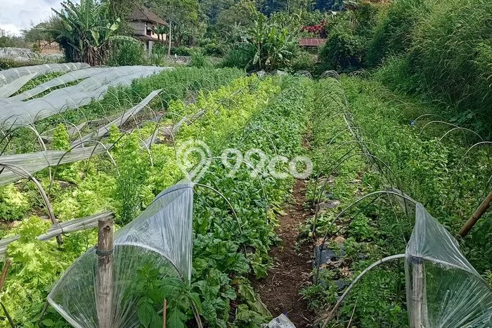 Tanah Dijual di Tabanan Seluas 890m2 Strategis Tanah Dijual di Tabanan Seluas 890m2 Strategis