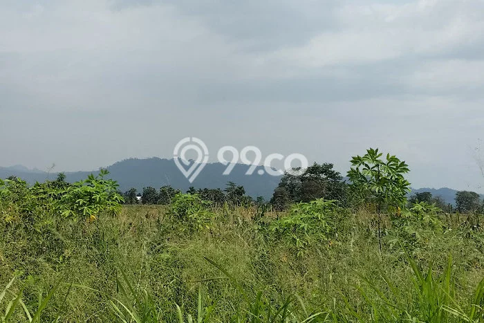 Tanah Kavling di Balapulang Dijual dengan Luas 240m2 Tanah Kavling di Balapulang Dijual dengan Luas 240m2