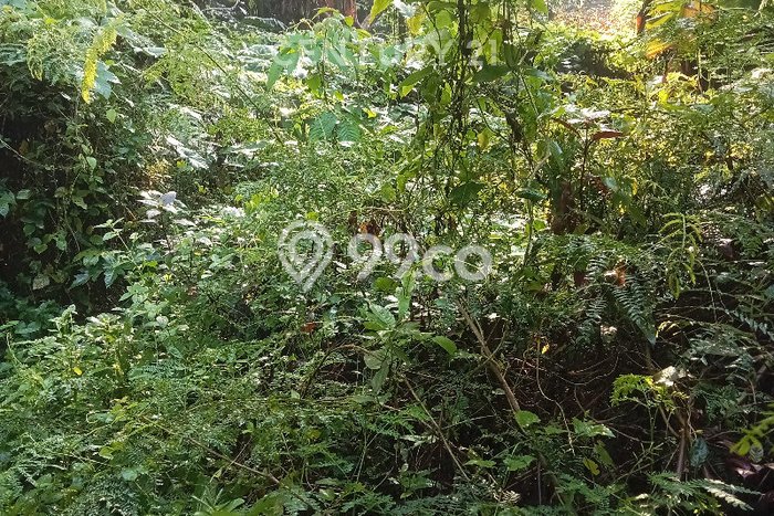Paling Dicari! Lahan Kosong Disewakan di Slawi, Tegal Paling Dicari! Lahan Kosong Disewakan di Slawi, Tegal