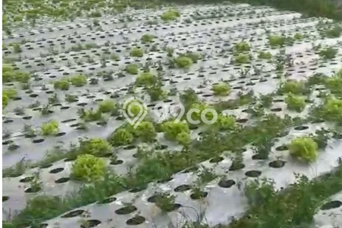 Tanah Strategis Dijual di Lembang Bandung Barat 2431m2 Tanah Strategis Dijual di Lembang Bandung Barat 2431m2