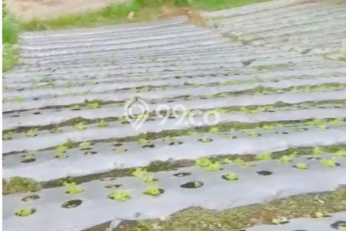 Tanah Strategis Dijual di Lembang Bandung Barat 2431m2 Tanah Strategis Dijual di Lembang Bandung Barat 2431m2