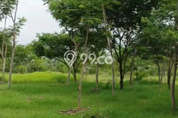 Tanah Strategis Dijual di Kaliwungu Semarang 70000m2 Tanah Strategis Dijual di Kaliwungu Semarang 70000m2