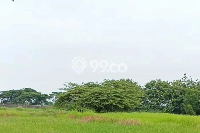 Tanah Strategis Dijual di Kaliwungu Semarang 70000m2 Tanah Strategis Dijual di Kaliwungu Semarang 70000m2