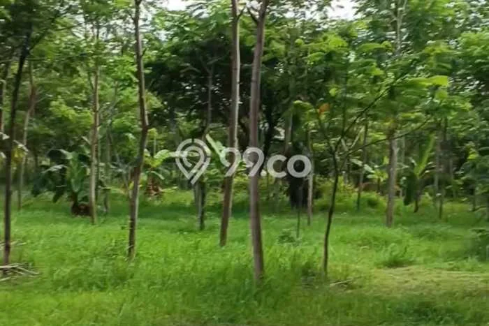 Tanah Strategis Dijual di Kaliwungu Semarang 70000m2 Tanah Strategis Dijual di Kaliwungu Semarang 70000m2