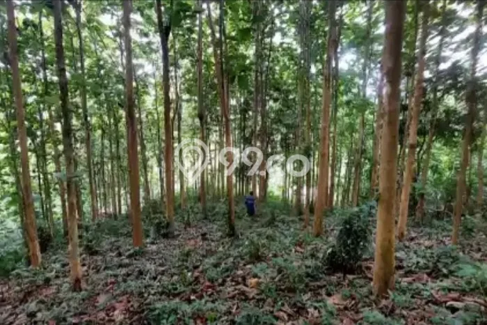 Tanah Kavling di Moramo Dijual dengan Luas 130000m2 Tanah Kavling di Moramo Dijual dengan Luas 130000m2