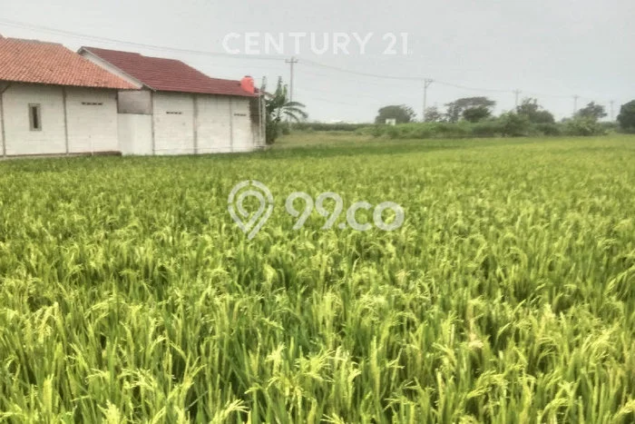 Tanah Kavling di Suradadi Dijual dengan Luas 2288m2 Tanah Kavling di Suradadi Dijual dengan Luas 2288m2
