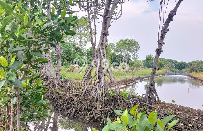 Tanah Kosong Dijual di Batang dengan Area 11800m2 Tanah Kosong Dijual di Batang dengan Area 11800m2