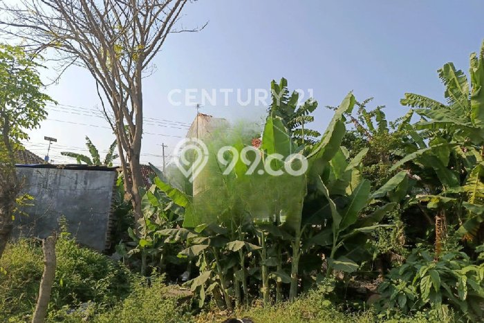 Ruko Usaha Dijual di Comal Pemalang LT 250m2 & LB 50m2 Ruko Usaha Dijual di Comal Pemalang LT 250m2 & LB 50m2