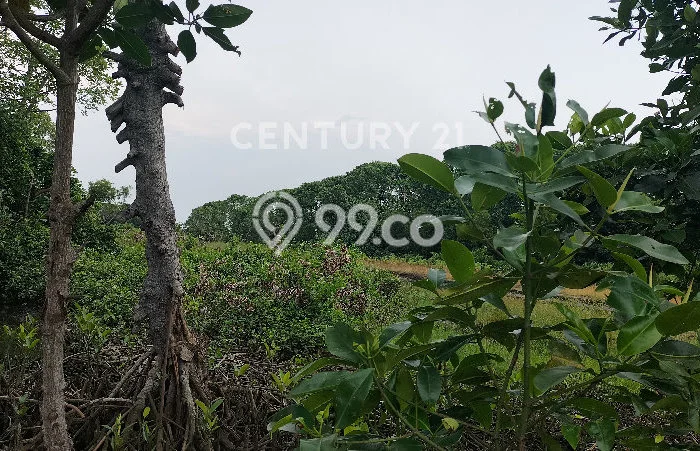 Tanah Kosong Dijual di Batang dengan Area 11800m2 Tanah Kosong Dijual di Batang dengan Area 11800m2