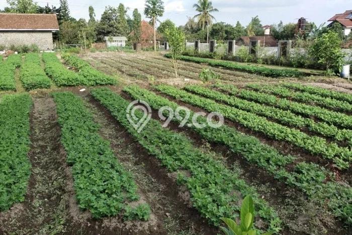 Rumah Nyaman 4 KT LB 300m2 Kondisi Bagus di Kaliurang Rumah Nyaman 4 KT LB 300m2 Kondisi Bagus di Kaliurang