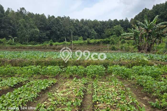 Tanah Dijual Area Strategis di Bedugul Tabanan 40000m2 Tanah Dijual Area Strategis di Bedugul Tabanan 40000m2