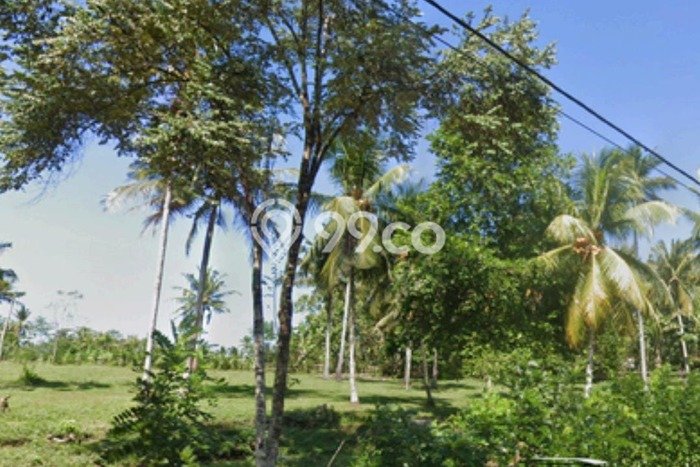 Tanah Dijual Lokasi Melaya, Jembrana Luas 7000m2 Legalitas Aman Tanah Dijual Lokasi Melaya, Jembrana Luas 7000m2 Legalitas Aman