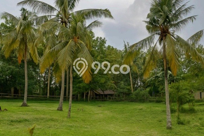 Tanah Dijual Lokasi Melaya, Jembrana Luas 7000m2 Legalitas Aman Tanah Dijual Lokasi Melaya, Jembrana Luas 7000m2 Legalitas Aman