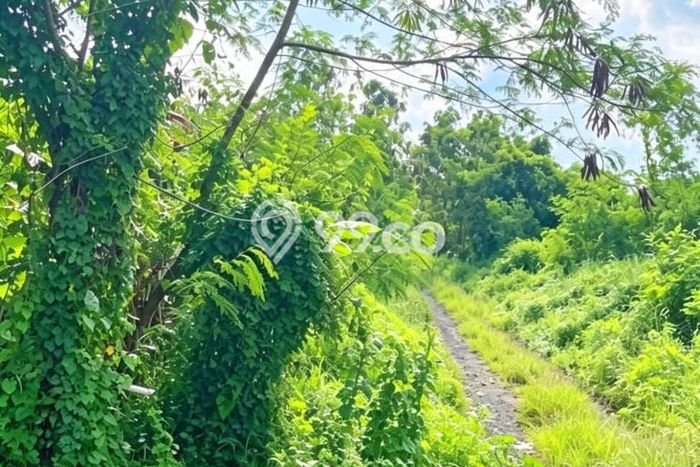Tanah Kavling Dijual di Kedungu, Tabanan dengan Luas Tanah 100m2 Tanah Kavling Dijual di Kedungu, Tabanan dengan Luas Tanah 100m2