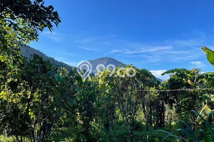 Tanah Dijual Area Strategis di Munduk Bestala Buleleng 920m2 Tanah Dijual Area Strategis di Munduk Bestala Buleleng 920m2