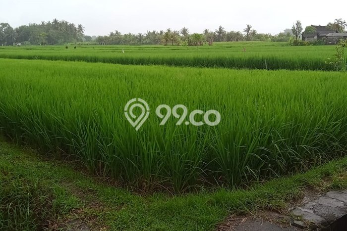 Tanah Kavling Dijual di Gianyar dengan Spesifikasi 1000m2 Tanah Kavling Dijual di Gianyar dengan Spesifikasi 1000m2