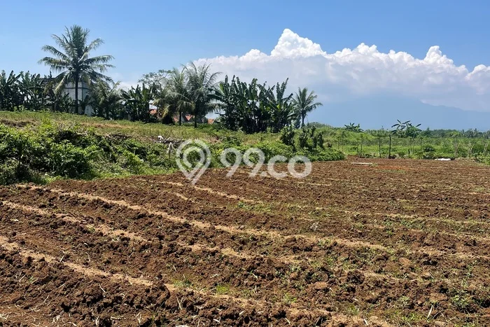 Kavling Tanah Dijual di Ciampea Bogor Spesifikasi 726m2 Kavling Tanah Dijual di Ciampea Bogor Spesifikasi 726m2