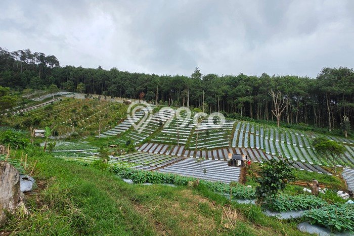 Lahan untuk Dijual di Lembang Bandung Barat Luas 20000m2 Lahan untuk Dijual di Lembang Bandung Barat Luas 20000m2