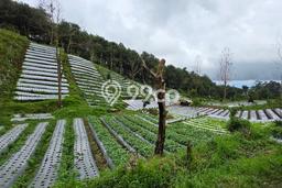 Lahan untuk Dijual di Lembang Bandung Barat Luas 20000m2 Lahan untuk Dijual di Lembang Bandung Barat Luas 20000m2
