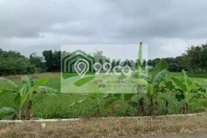 Tanah Kavling untuk Dijual di Banyudono Boyolali 1375m2 Tanah Kavling untuk Dijual di Banyudono Boyolali 1375m2
