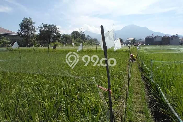 Kavling Tanah Dijual di Cibiru Bandung Spesifikasi 733m2 Kavling Tanah Dijual di Cibiru Bandung Spesifikasi 733m2