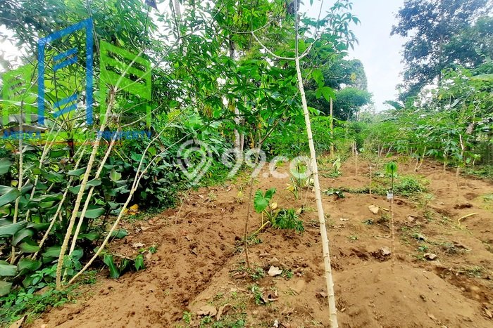 Tanah Kavling untuk Dijual di Ampel Boyolali 577m2 Tanah Kavling untuk Dijual di Ampel Boyolali 577m2