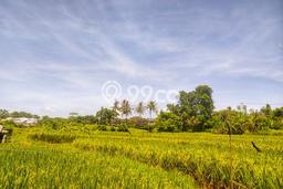 Kavling Tanah Dijual di Gianyar Gianyar Spesifikasi 2000m2 Kavling Tanah Dijual di Gianyar Gianyar Spesifikasi 2000m2