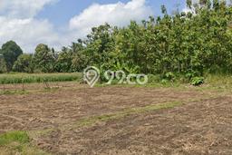 Kavling Tanah Dijual di Rogojampi Banyuwangi Spesifikasi 3621m2 Kavling Tanah Dijual di Rogojampi Banyuwangi Spesifikasi 3621m2