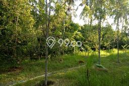 Jarang Ada! Tanah di Kubutambahan Punya Luas 4700m2 SHM Jarang Ada! Tanah di Kubutambahan Punya Luas 4700m2 SHM