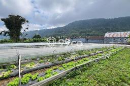 Tanah Dijual Area Strategis di Pancasari Buleleng 2000m2 Tanah Dijual Area Strategis di Pancasari Buleleng 2000m2