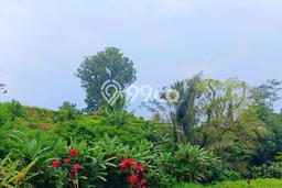 Tanah Siap Bangun Dijual di Gianyar Punya Luas 2000m2 Tanah Siap Bangun Dijual di Gianyar Punya Luas 2000m2