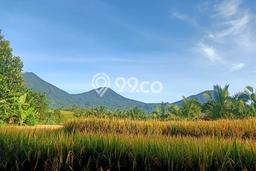 Dijual Tanah 8280m2 di Jatiluwih, Tabanan Dijual Tanah 8280m2 di Jatiluwih, Tabanan