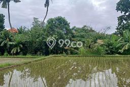 Disewakan Tanah di Denpasar, Luas 2300m2 Area Berkembang Disewakan Tanah di Denpasar, Luas 2300m2 Area Berkembang