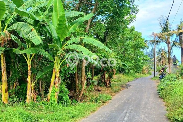 Tanah Kavling Dijual di Gianyar dengan Spesifikasi 4250m2 Tanah Kavling Dijual di Gianyar dengan Spesifikasi 4250m2