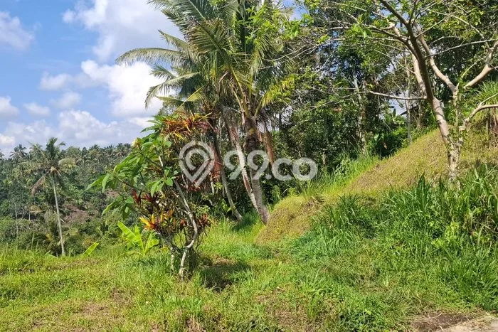 Dijual Tanah 8280m2 di Jatiluwih, Tabanan Dijual Tanah 8280m2 di Jatiluwih, Tabanan