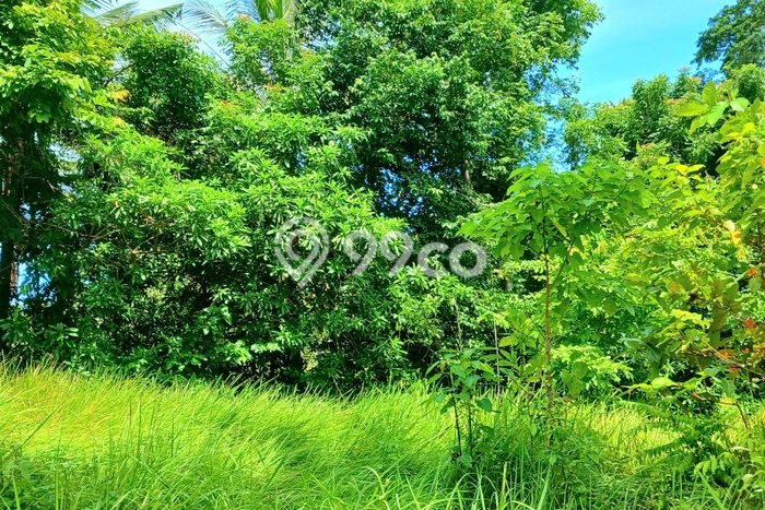 Lahan untuk Disewakan di Selemadeg Tabanan - Lahan untuk Disewakan di Selemadeg Tabanan -