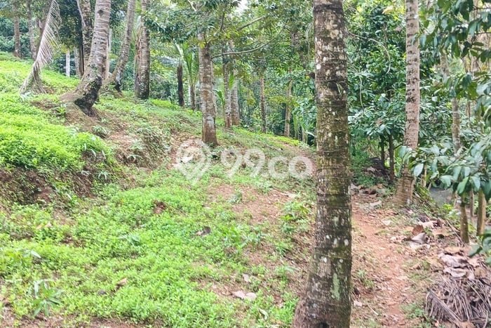 Tanah Kavling untuk Disewa di Selemadeg Tabanan 5400m2 Tanah Kavling untuk Disewa di Selemadeg Tabanan 5400m2
