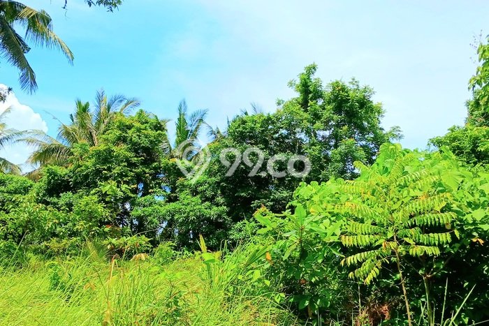 Lahan untuk Disewakan di Selemadeg Tabanan - Lahan untuk Disewakan di Selemadeg Tabanan -