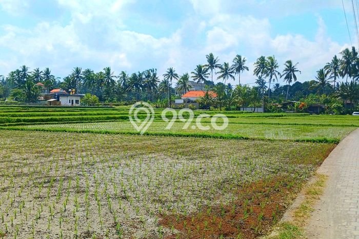 Disewakan segera rumah minimalis strategis 2 Kamar di Ubud, Gianyar Disewakan segera rumah minimalis strategis 2 Kamar di Ubud, Gianyar