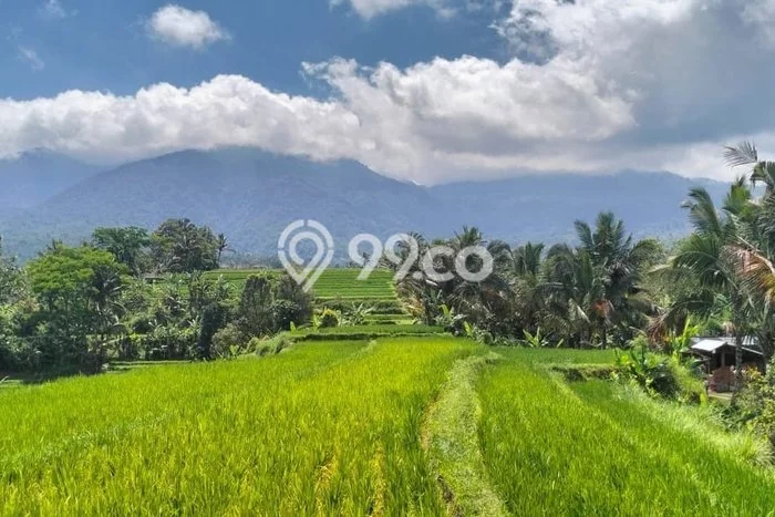 Dijual Tanah 8280m2 di Jatiluwih, Tabanan Dijual Tanah 8280m2 di Jatiluwih, Tabanan