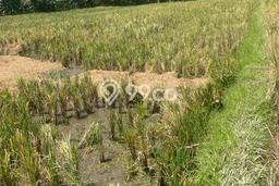 Tanah Dijual Lokasi Strategis di Tabanan dengan Luas 1900m2 Tanah Dijual Lokasi Strategis di Tabanan dengan Luas 1900m2