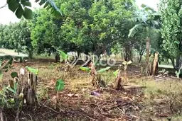 Tanah di Mayong, Jepara Luas 5580m2 Dijual Segera Tanah di Mayong, Jepara Luas 5580m2 Dijual Segera