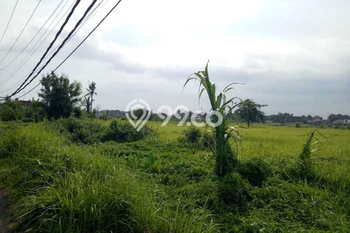 Dijual Tanah Lokasi Kedungu, Tabanan Seluas 6600m2 Dijual Tanah Lokasi Kedungu, Tabanan Seluas 6600m2
