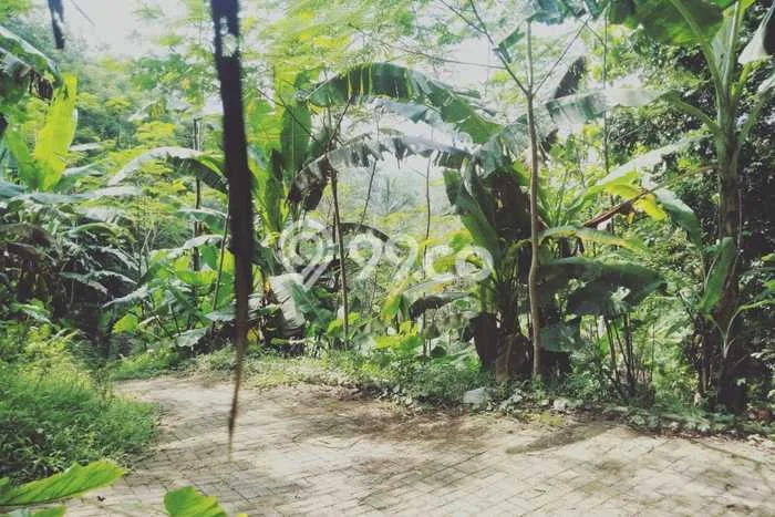 Lahan Investasi Lokasi Rangkasbitung Lebak SHM Lahan Investasi Lokasi Rangkasbitung Lebak SHM