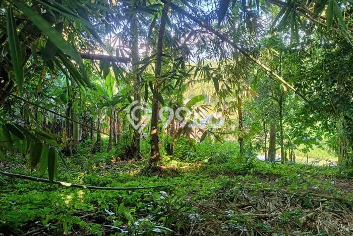 Lahan untuk Dijual Lokasi Pandeglang, Pandeglang Luas 2056m2 SHM Lahan untuk Dijual Lokasi Pandeglang, Pandeglang Luas 2056m2 SHM