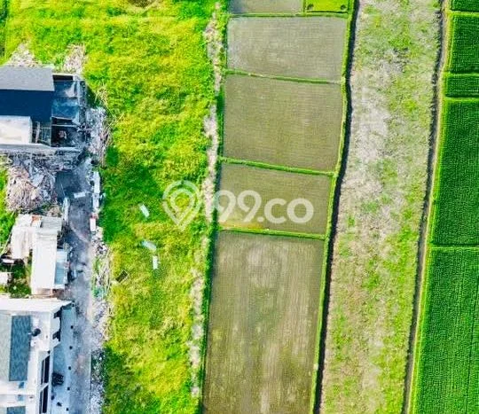 Tanah Disewakan Lokasi Kedungu Tabanan Luas 1600m2 Tanah Disewakan Lokasi Kedungu Tabanan Luas 1600m2