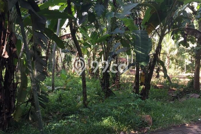 Tanah Komersial Dijual di Banyuwangi Banyuwangi 1800m2 Tanah Komersial Dijual di Banyuwangi Banyuwangi 1800m2