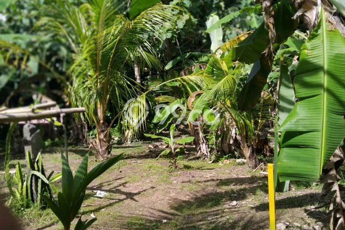 Tanah Kavling Disewakan di Kaba kaba dengan Luas 1000m2 Tanah Kavling Disewakan di Kaba kaba dengan Luas 1000m2