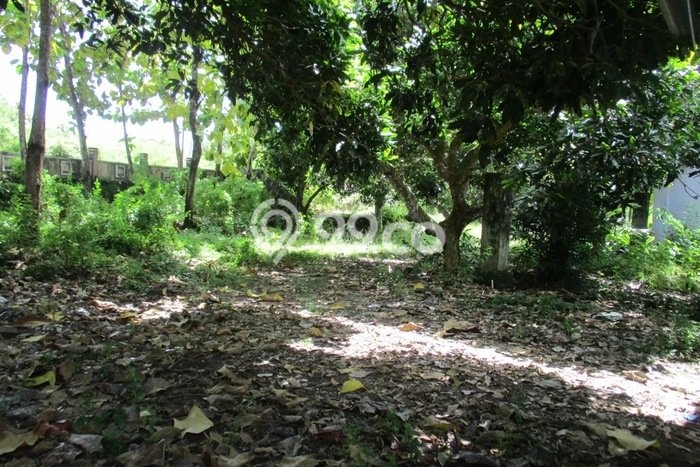 Tanah Kavling Dijual di Kutuh, Badung dengan Luas Tanah 2500m2 Tanah Kavling Dijual di Kutuh, Badung dengan Luas Tanah 2500m2